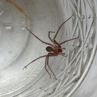 We don't sell these! But we do try to help educate identifying what you should stay away from. This brown Recluse is from Okla.