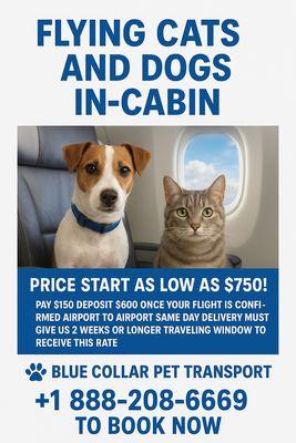 Current deal on pets in cabin flight as long as you book 2 weeks in advance!