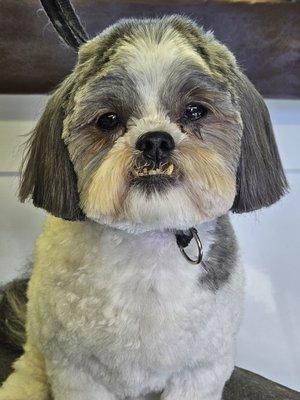 Pooch Caboose Mobile Dog Grooming