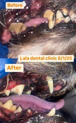 Non anesthetic dental cleaning from $175