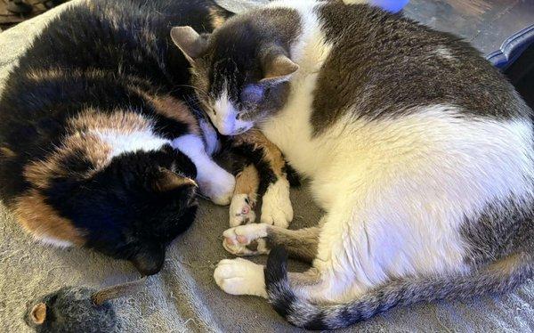 Abell Animal Hospital