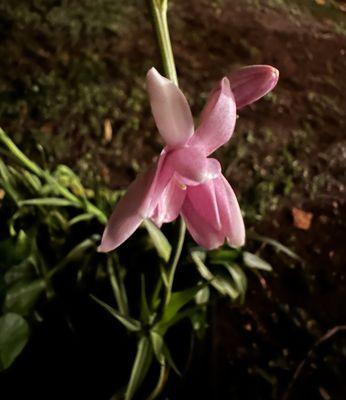 Nalani Plant Services