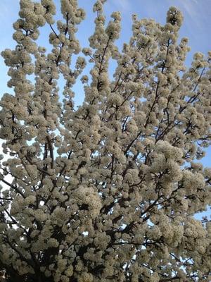 Mendenhall William Middle School