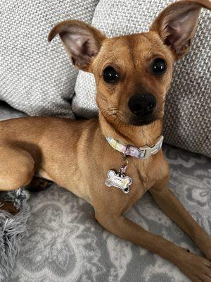 Long Island Spay and Neuter