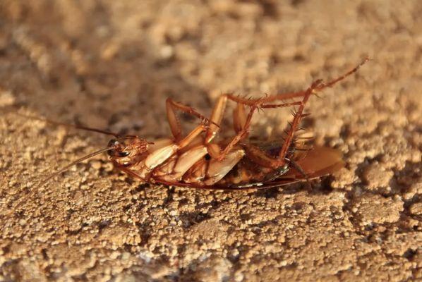 Absolute Roach Eliminator