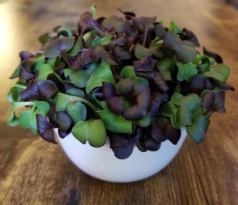 Vitality Farms Company LLC