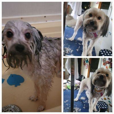 Becca's Pet Grooming Services