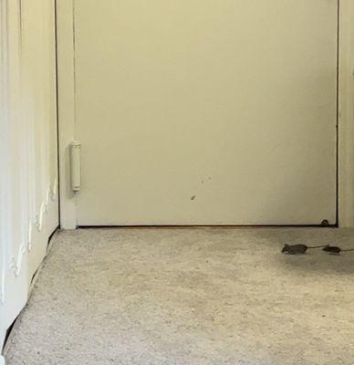 The metropolitan bala