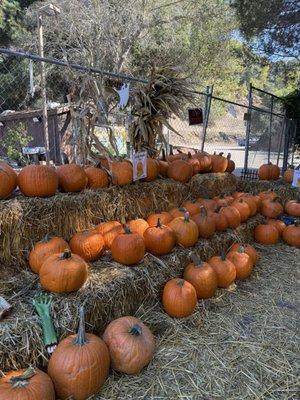 pumpkin patch