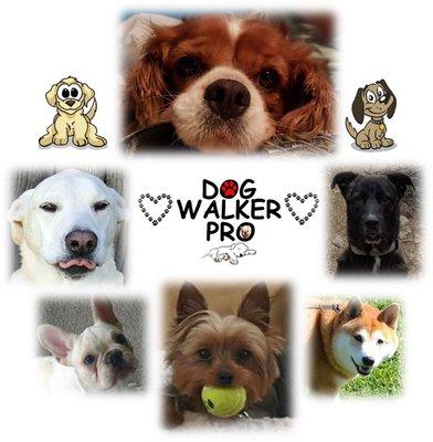 Dog Walker Pro