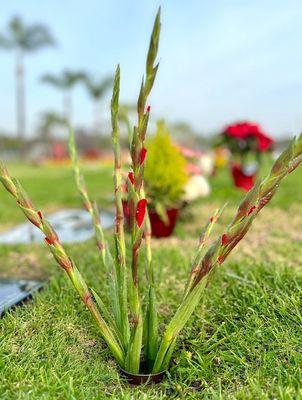 Westminster Memorial Park and Mortuary