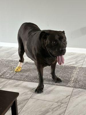 Polo Animal Hospital