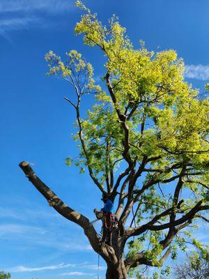 Mundos Landscaping & Demolition