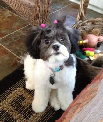 Sophie post grooming.