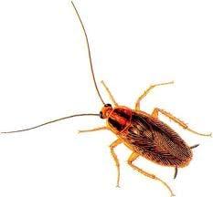 Preventative Pest Control