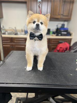 Paws in Paradise Resort and Spa