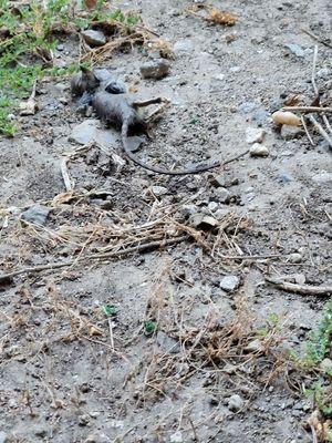 They don't even clean up dead mice over here.