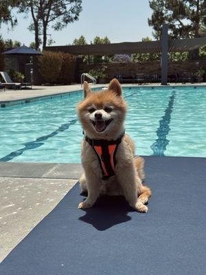 Viking Veterinary Hospital Idaho Falls