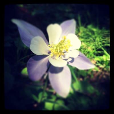 Wild Cascade Wellness