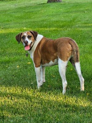 Lawn Doctor of Antioch