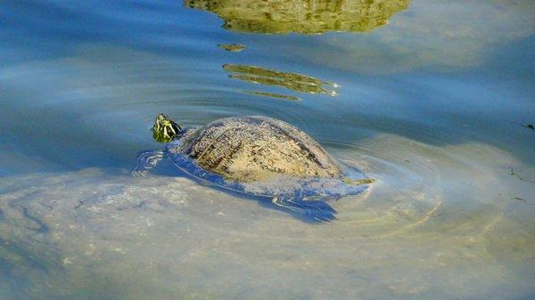 Palmetto Bay Village Center