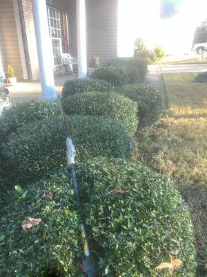 Guzman's Tree Service