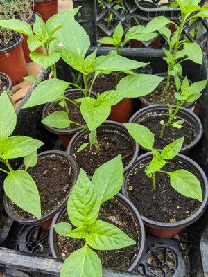 Benevy Farms and Nursery