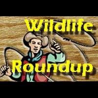 Wildlife Roundup