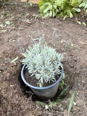 Toro Canyon Nursery, Inc.