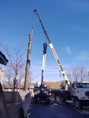 Darrin's Tree Service