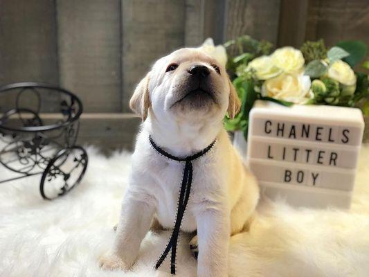 Labrador Retriever Home