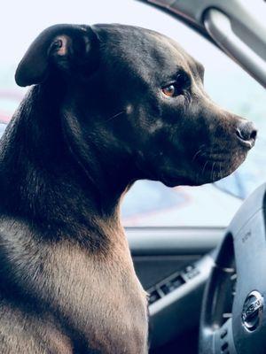 Village Square Veterinary Clinic