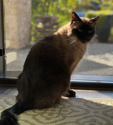 Peaceful Pet Transitions