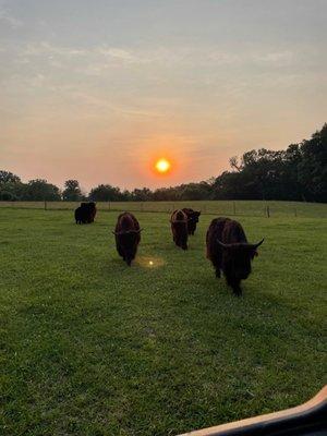 Yaks at sunset