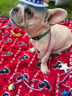 Happy Hounds and Furry Friends