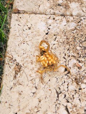 Dedicated Pest Control