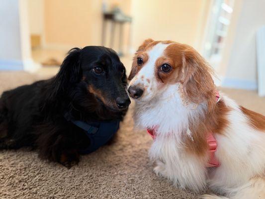 Beachwalk Pet Concierge