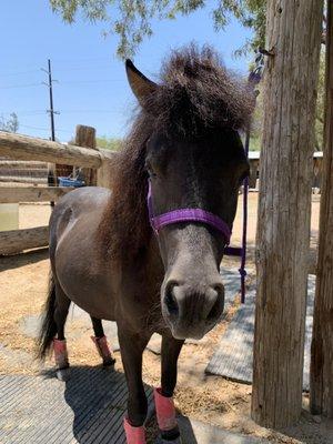 Happy horse getting ready to be groomed.