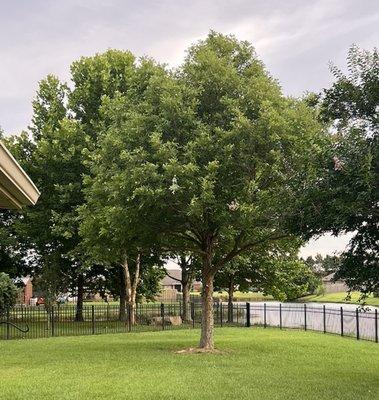 Greentech Forestry & Tree Service