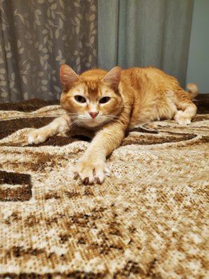 Heights Hospital for Animals