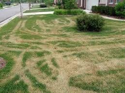 Joe Niccola's Lawn Service