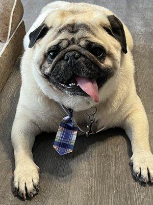 Coats & Tails Pet Grooming