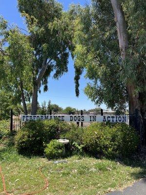 Performance Dogs In Action