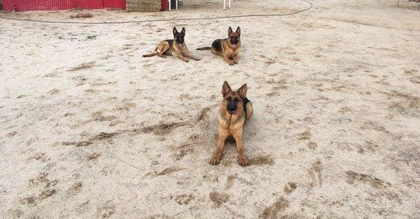 Our three beautiful German Shepherd Dogs
