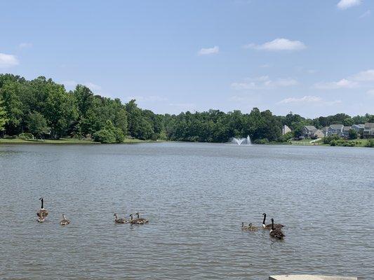 Adams Farm Swim and Tennis Club