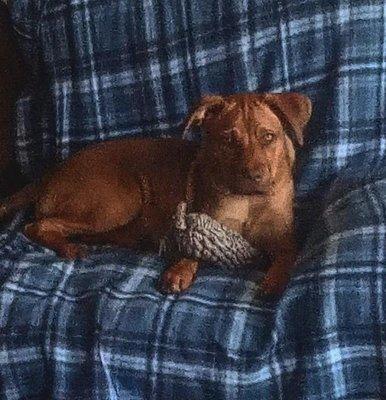 TnT Dog Grooming, Walking And Training