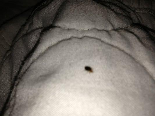 Bug on underside of blanket. Cool.