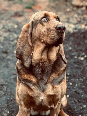 Denton Animal Hospital