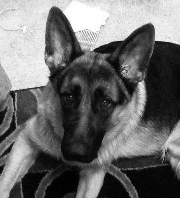 Carolina Pet Cremation