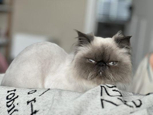 Andy's Pet Grooming - Glendale